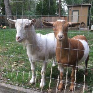 Meet your Posher, Inger